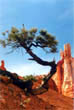 Bryce Canyon
