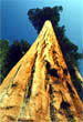 Giant Sequoia tree