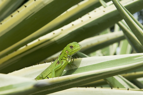 Curacao Image 4