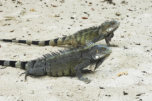 Curacao Image 6