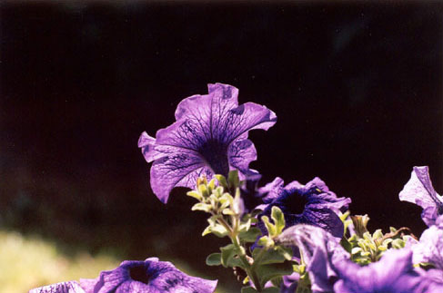 Our garden